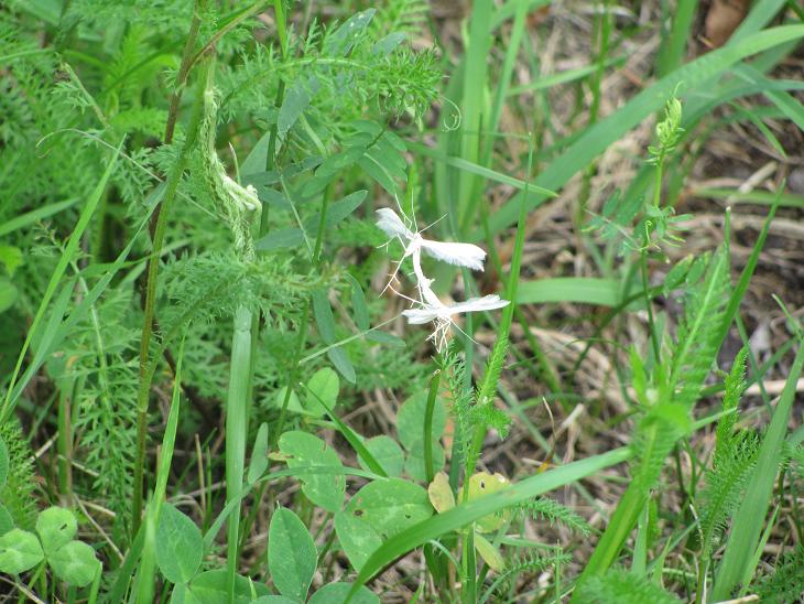 Accoppiamento di Pterophorus pentadactyla?